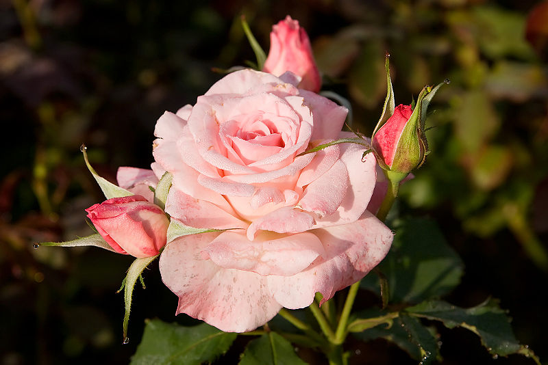 800px-Bridal_pink_-_morwell_rose_garden.jpg Hosting at Sudaneseonline.com