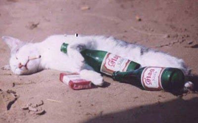 cat-had-a-rough-night.jpg Hosting at Sudaneseonline.com