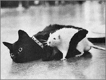 cat-hugging-rat.jpg Hosting at Sudaneseonline.com