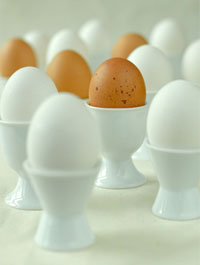 guide-eggs.jpg Hosting at Sudaneseonline.com