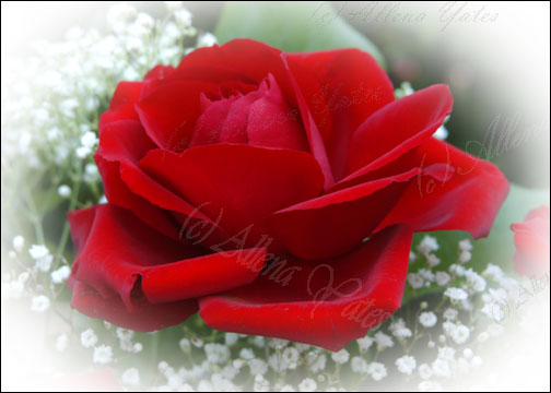 love1st-rose-card.jpg Hosting at Sudaneseonline.com