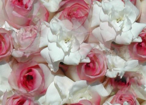 1-wedding-bouquet-pink-roses.jpg Hosting at Sudaneseonline.com