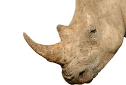rhino1.jpg Hosting at Sudaneseonline.com