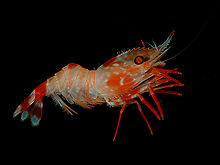 shrimp.jpg Hosting at Sudaneseonline.com