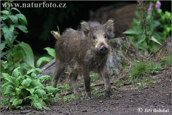 wild-boar-4132.jpg Hosting at Sudaneseonline.com