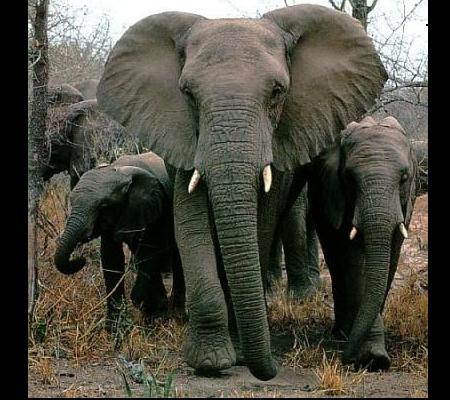 elephants.jpg Hosting at Sudaneseonline.com