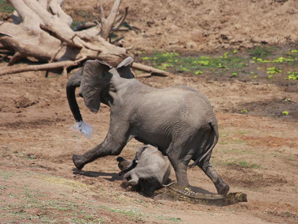 elephant-vs-alligator-fight-4_28157_600x450.jpg Hosting at Sudaneseonline.com