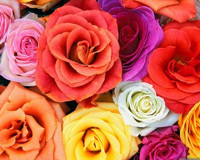 love-blooms-roses_bunch-of-flowers.jpg Hosting at Sudaneseonline.com