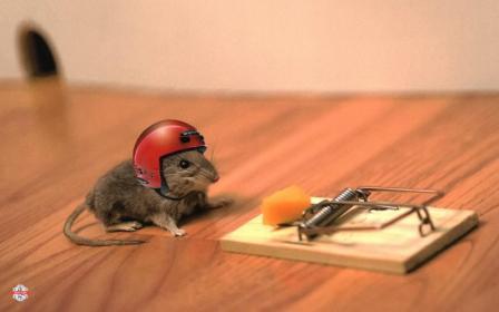 animals-helmets-mouse-trap-mice.jpg Hosting at Sudaneseonline.com