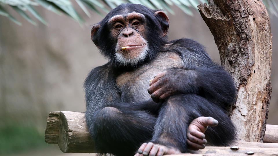 chimpanzee-webcam.jpg Hosting at Sudaneseonline.com