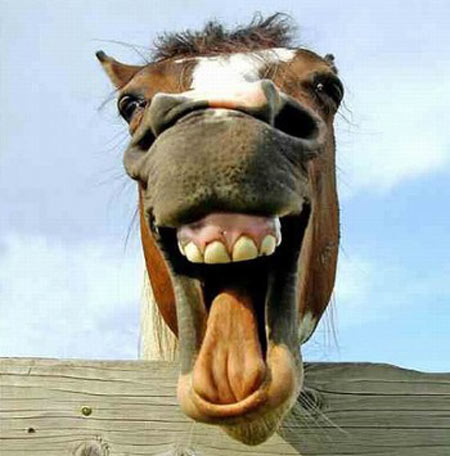 funny-animals-smiling-horse.jpg Hosting at Sudaneseonline.com