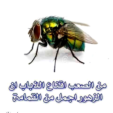 13139128_1026113050802628_4948551953756706690_n.jpg Hosting at Sudaneseonline.com